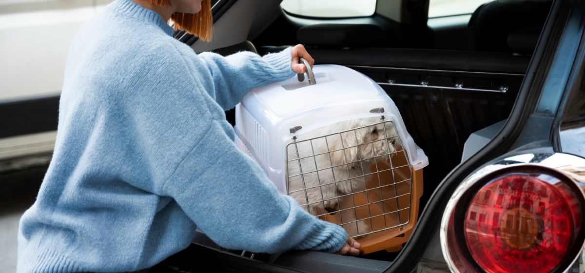 Como Transportar Seu Pet no Carro com Segurança e Conforto