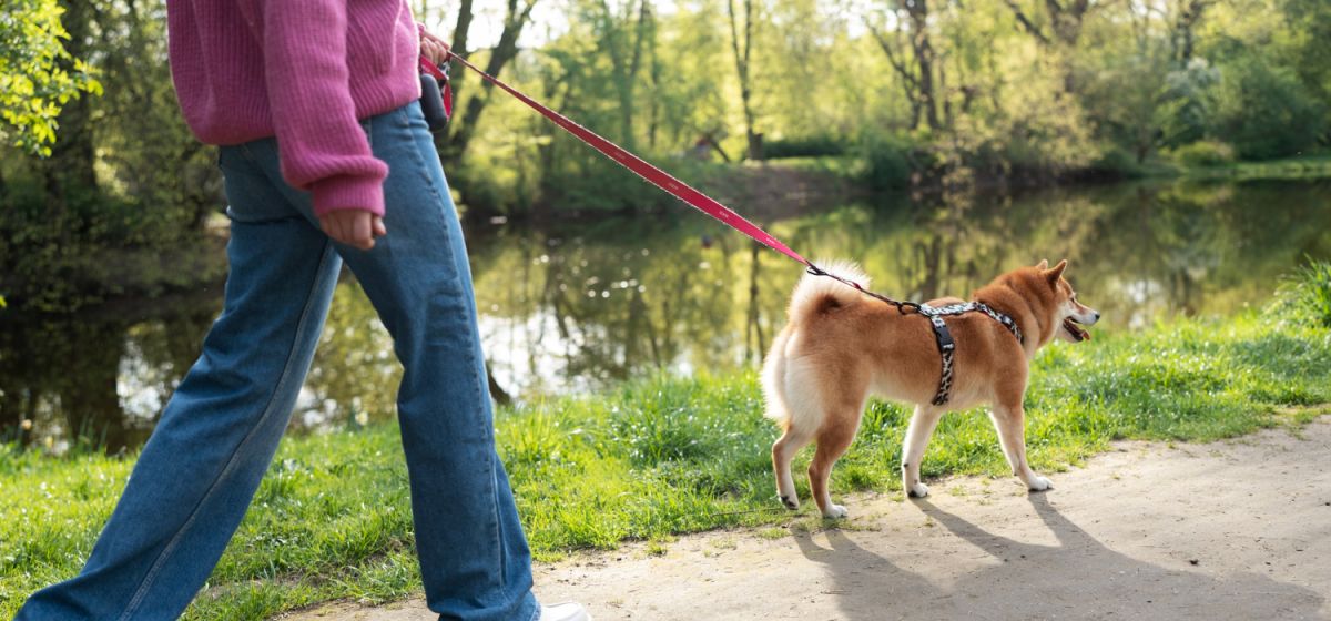 Passeador de Cães: Como Escolher Rotas Seguras para o Passeio