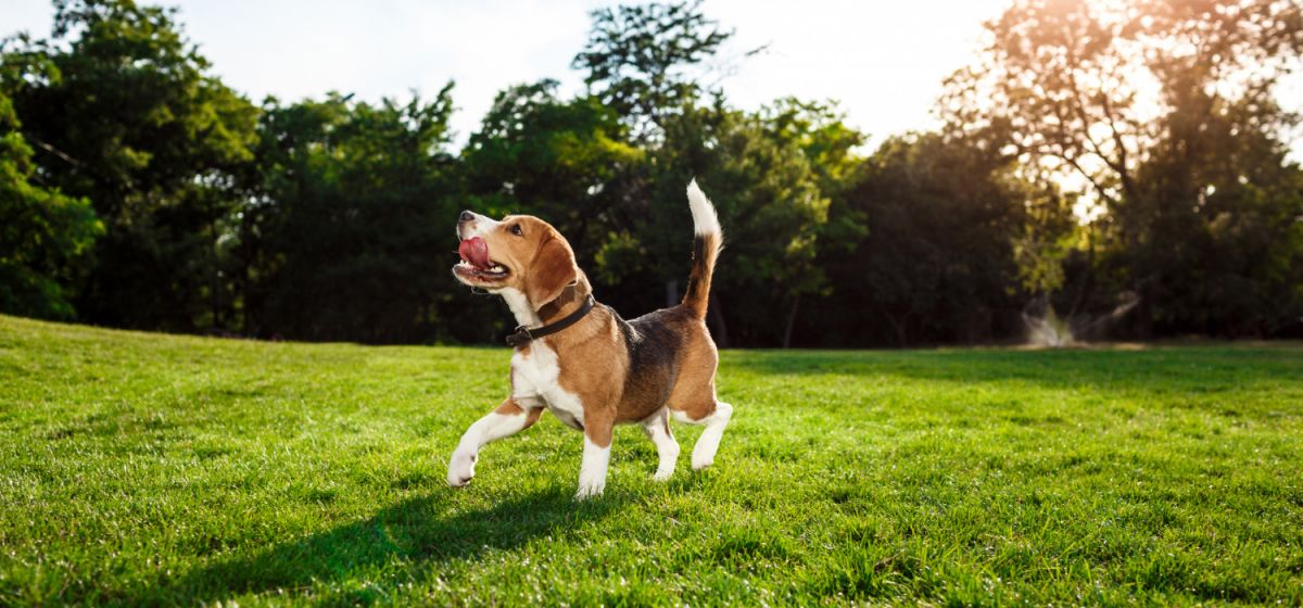 Pets que passeiam regularmente tendem a ser mais saudáveis e menos ansiosos