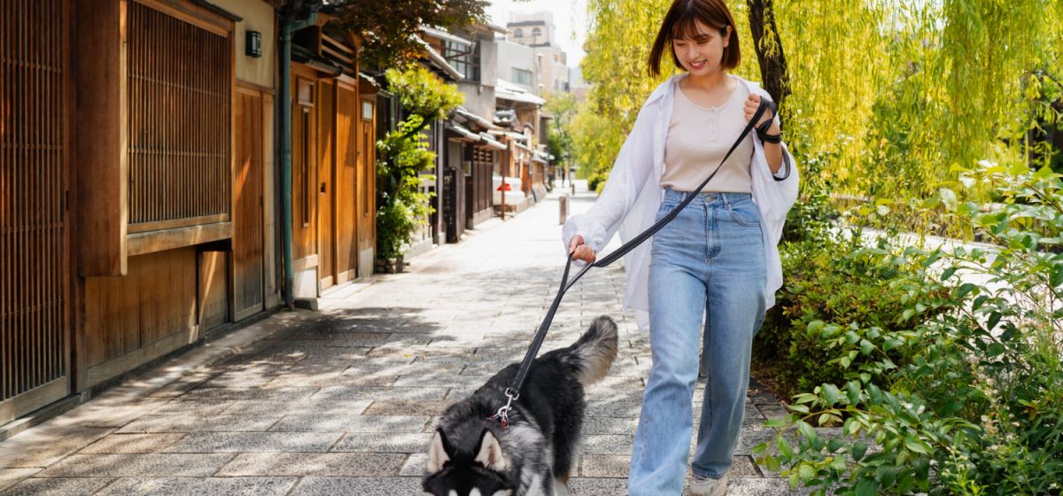 Passeios com Cães: Dicas para Garantir a Segurança do Seu Pet