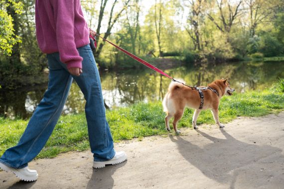 Passeador de Cães: Como Escolher Rotas Seguras para o Passeio