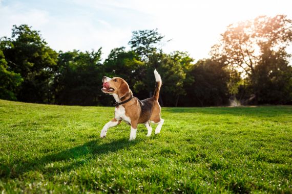  Pets que passeiam regularmente tendem a ser mais saudáveis e menos ansiosos