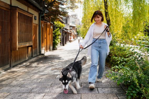 Passeios com Cães: Dicas para Garantir a Segurança do Seu Pet